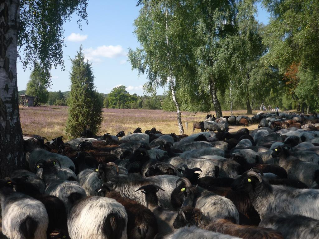 Ferienwohnungen Heideidylle Amelinghausen Luaran gambar