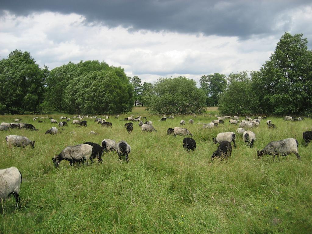 Ferienwohnungen Heideidylle Amelinghausen Luaran gambar